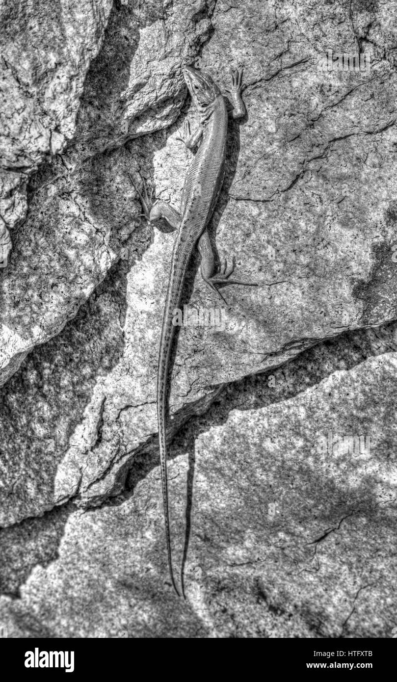 Lizard on rock surface en noir et blanc Banque D'Images