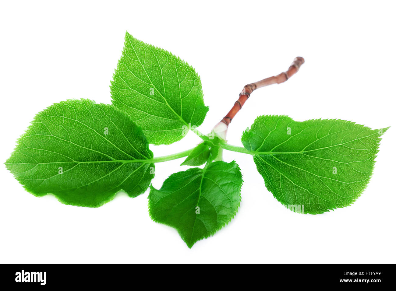 Feuilles vert frais sur blanc. Concept nature printemps Banque D'Images Feuilles vert frais sur blanc. Concept nature printemps Banque D'Images