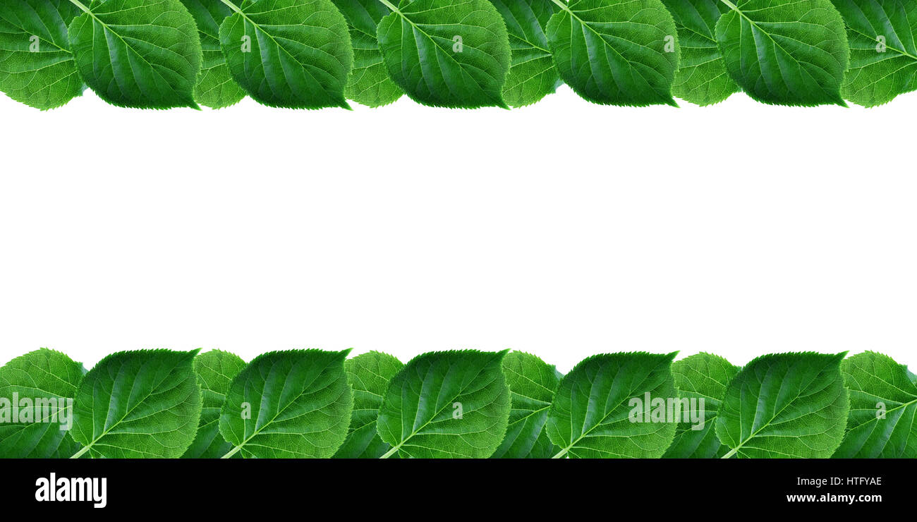 Cadre vert feuilles isolé sur fond blanc. Printemps le feuillage frais avec de l'espace libre pour le texte Banque D'Images