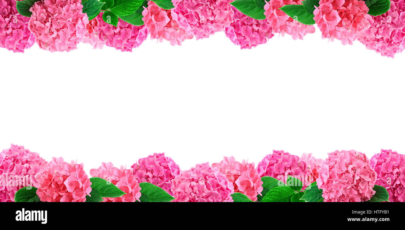 Hortensia rose flowers frame sur blanc. Fond de fleurs d'hortensias avec de l'espace libre pour le texte Banque D'Images