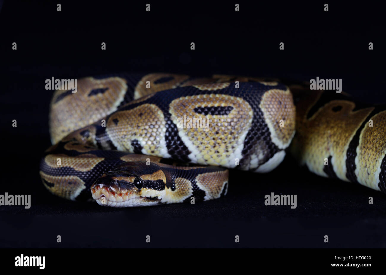 Serpent Python portrait en studio avec fond noir Banque D'Images