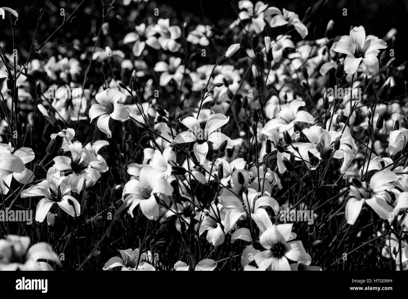 Image en noir et blanc d'un champ de fleurs Banque D'Images