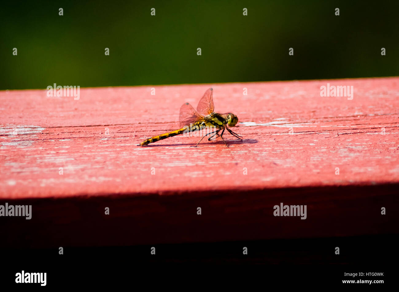 Une libellule posée sur bois décoloré Banque D'Images