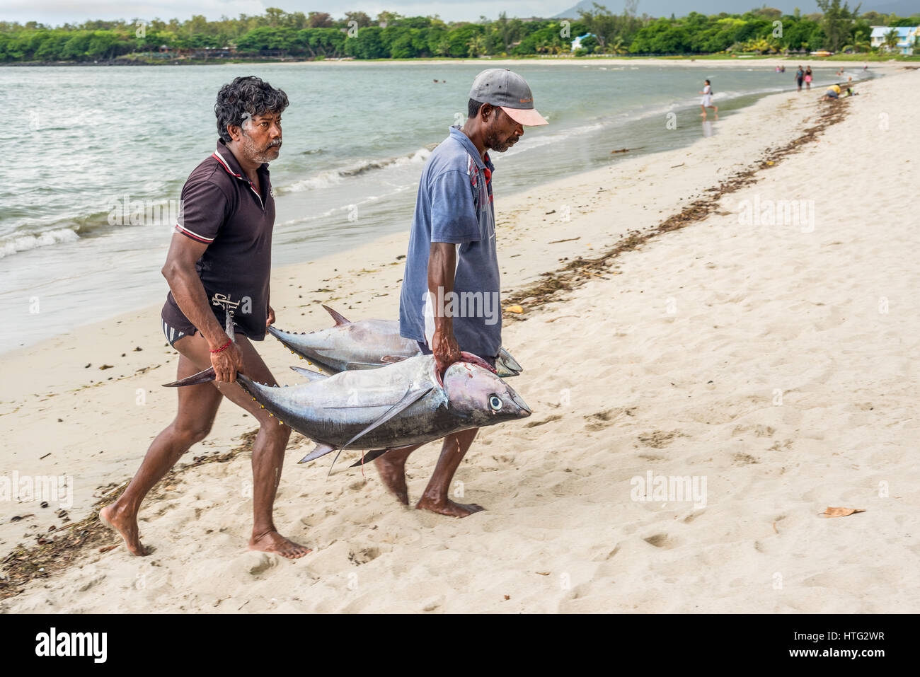 Tamarin, Ile Maurice - le 10 décembre 2015 : les pêcheurs portent deux gros thons sur la plage de la baie de Tamarin à l'Ile Maurice. Banque D'Images