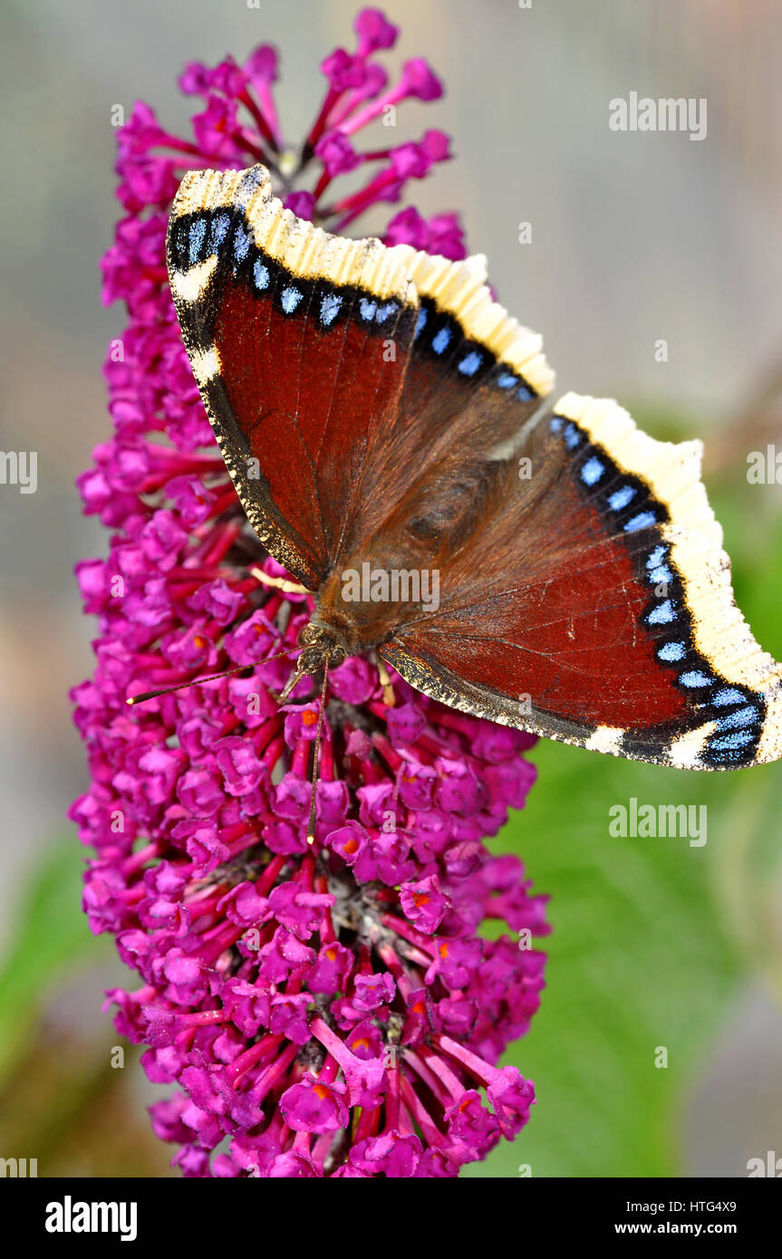 Camberwell Beauty butterfly (Nymphalis antiopa) se nourrissent d'une fleur de buddleia Banque D'Images
