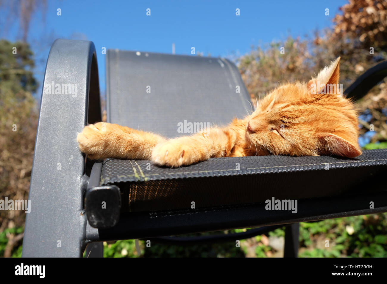 Titley, Herefordshire, Angleterre. 15 mars, 2017. La mollesse du gingembre cat bénéficie de la chance de knap sur la chaise sous le chaud soleil du printemps sous un ciel bleu sur le Herefordshire. Aujourd'hui, les températures atteignent 15C dans une grande partie de la Grande-Bretagne. Banque D'Images