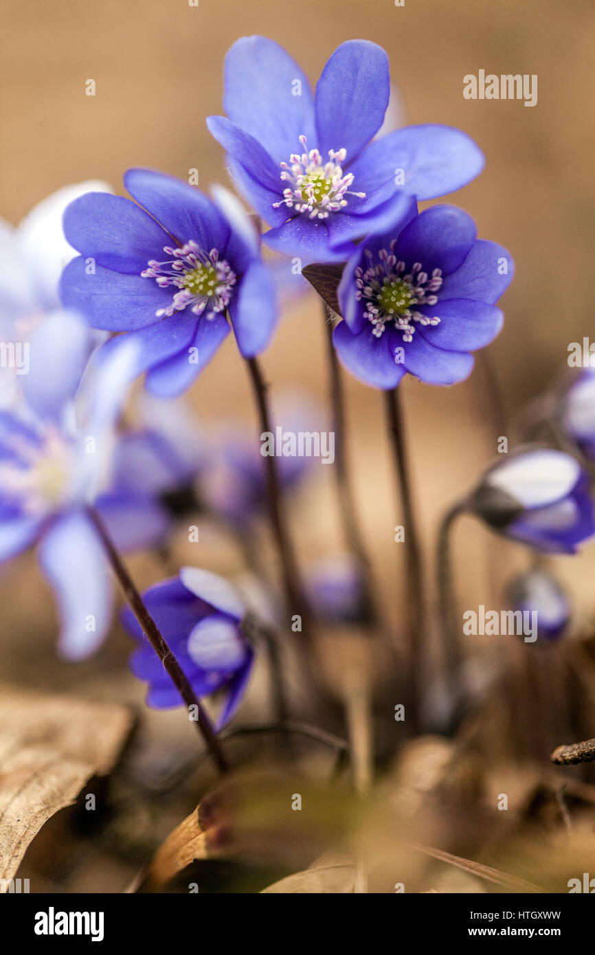 Hepatica nobilis Kidneywort Liverleaf ou Liverwort Blooming début du printemps Hepaticas Blue Flowers Garden hepatica floraison Fermer les fleurs hepatica Banque D'Images