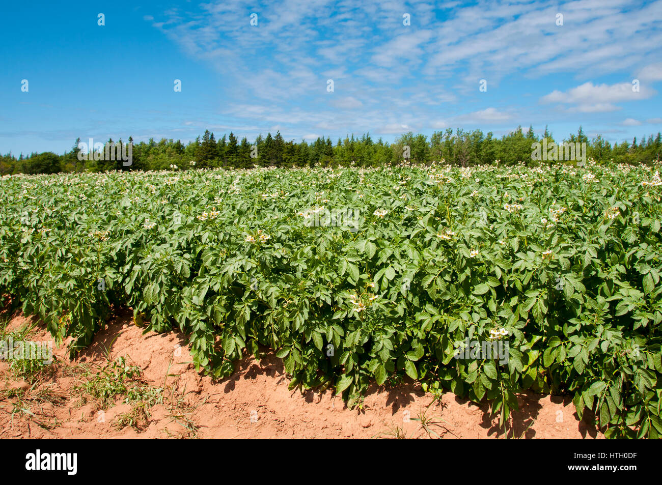 Plantation de pommes de terre - Prince Edward Island - Canada Banque D'Images