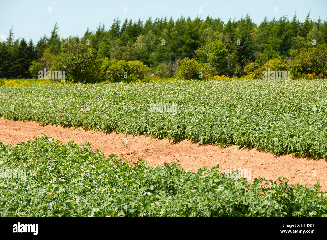 Plantation de pommes de terre - Prince Edward Island - Canada Banque D'Images