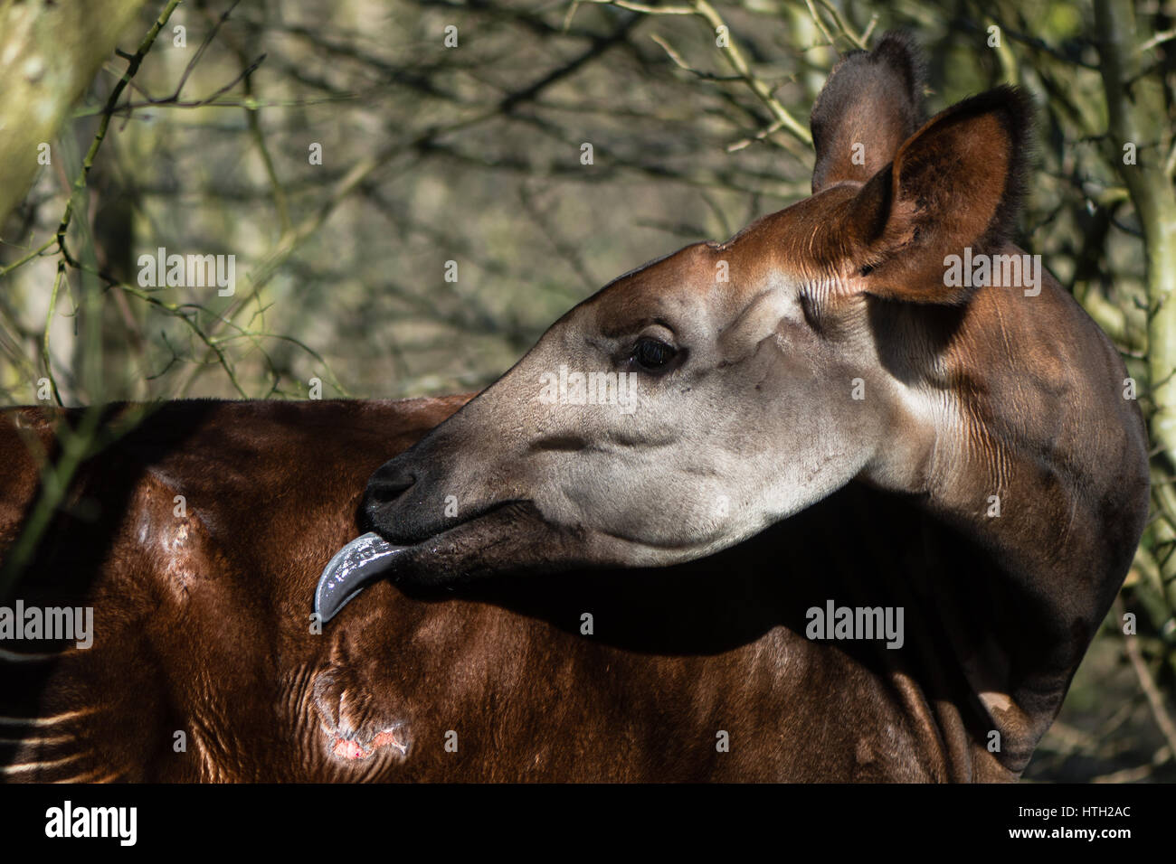 L'Okapi (Okapia johnstoni) avec langue étendu. Giraffid mammifère artiodactyle originaire d'Afrique centrale, le toilettage avec fourrure longue langue bleue Banque D'Images