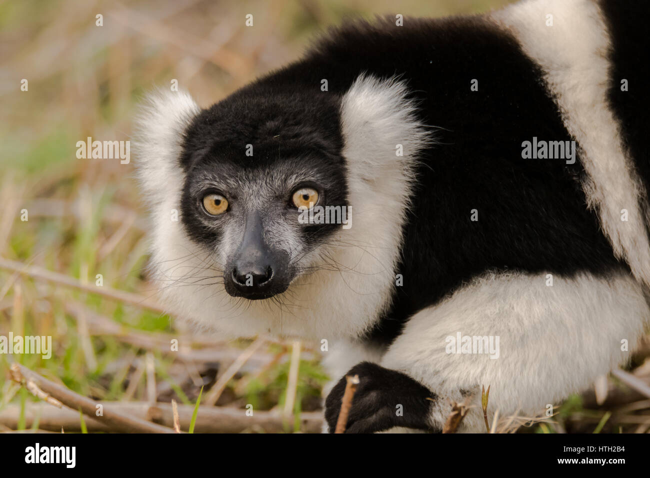 Noir et blanc de la gélinotte lemur (Le Varecia variegata) sur le sol. Lémurien endémique en voie de disparition à l'île de Madagascar. Banque D'Images