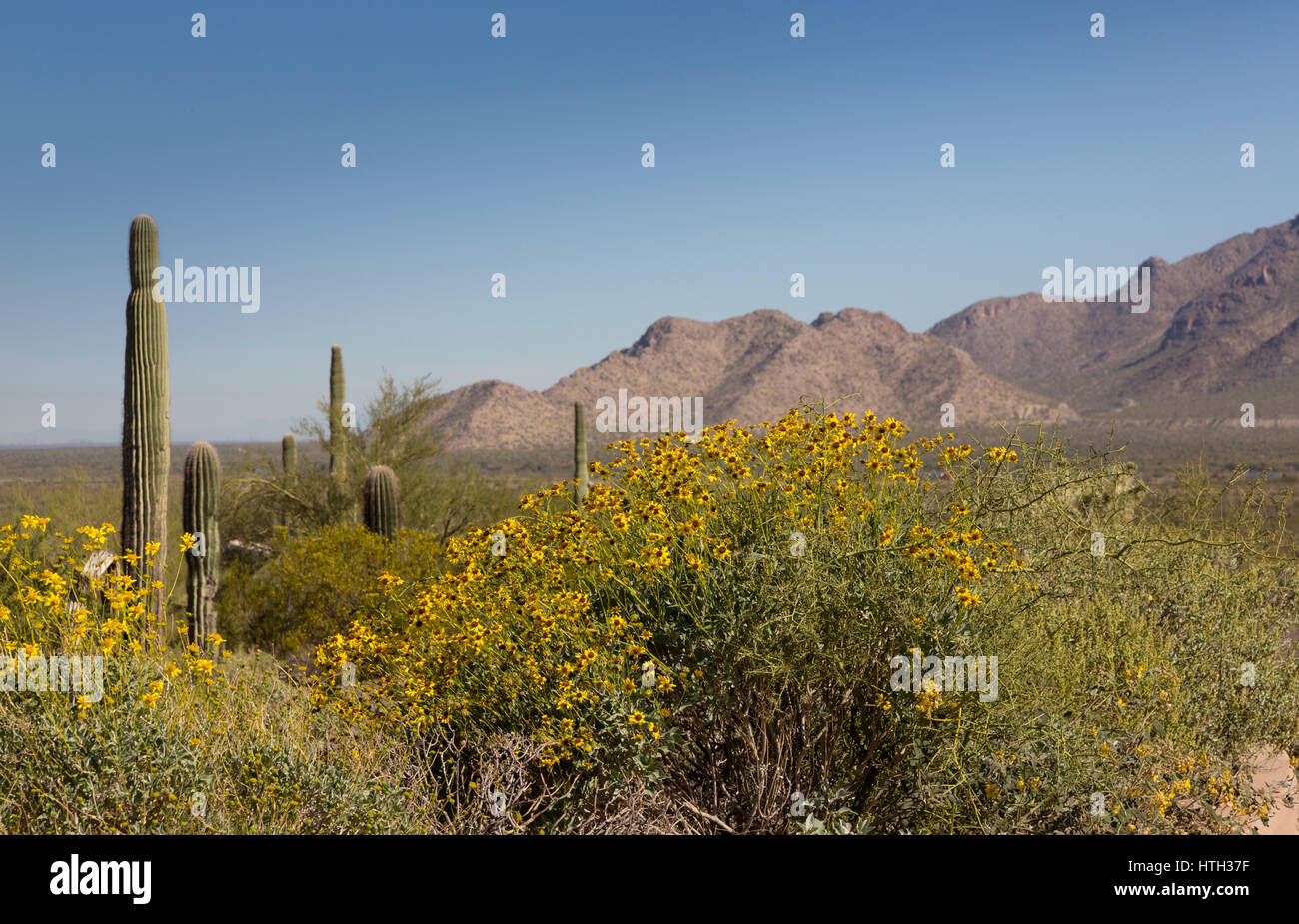 Marguerite jaune fleurs sauvages du désert en Amérique du Sud-ouest. L'emplacement est Picacho Peak State Park, Eloy, Arizona, USA. La floraison, printemps arbuste commun Banque D'Images