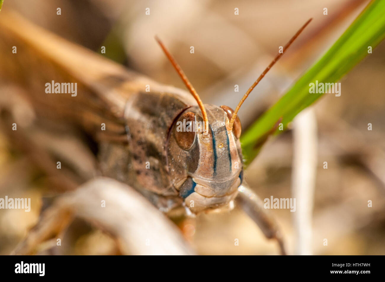 Vue rapprochée d'un insecte (Locusta migratoria cinerascens) Banque D'Images