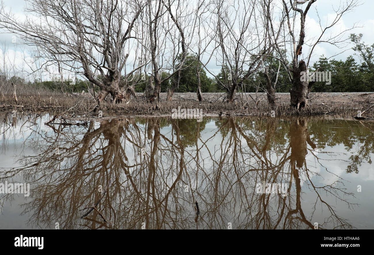 La forêt de mangrove à sec à Ca Mau, le Viet Nam, groupe d'arbres séchées réfléchir sur l'eau, la déforestation à l'effet de la situation de l'environnement, catastrophes peuvent rendre Banque D'Images