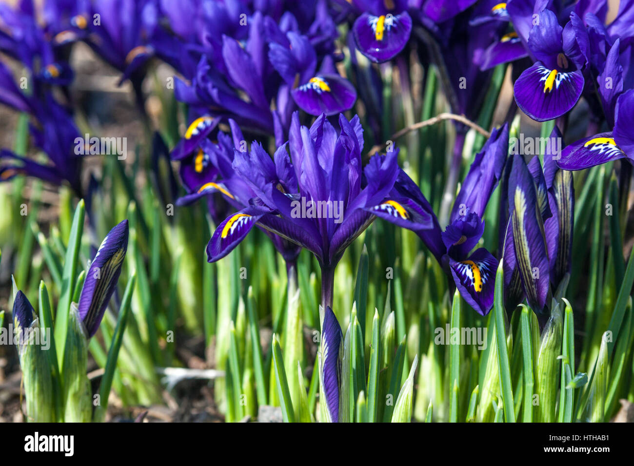 Iris reticulata 'Pixie' fleurs bleu Banque D'Images