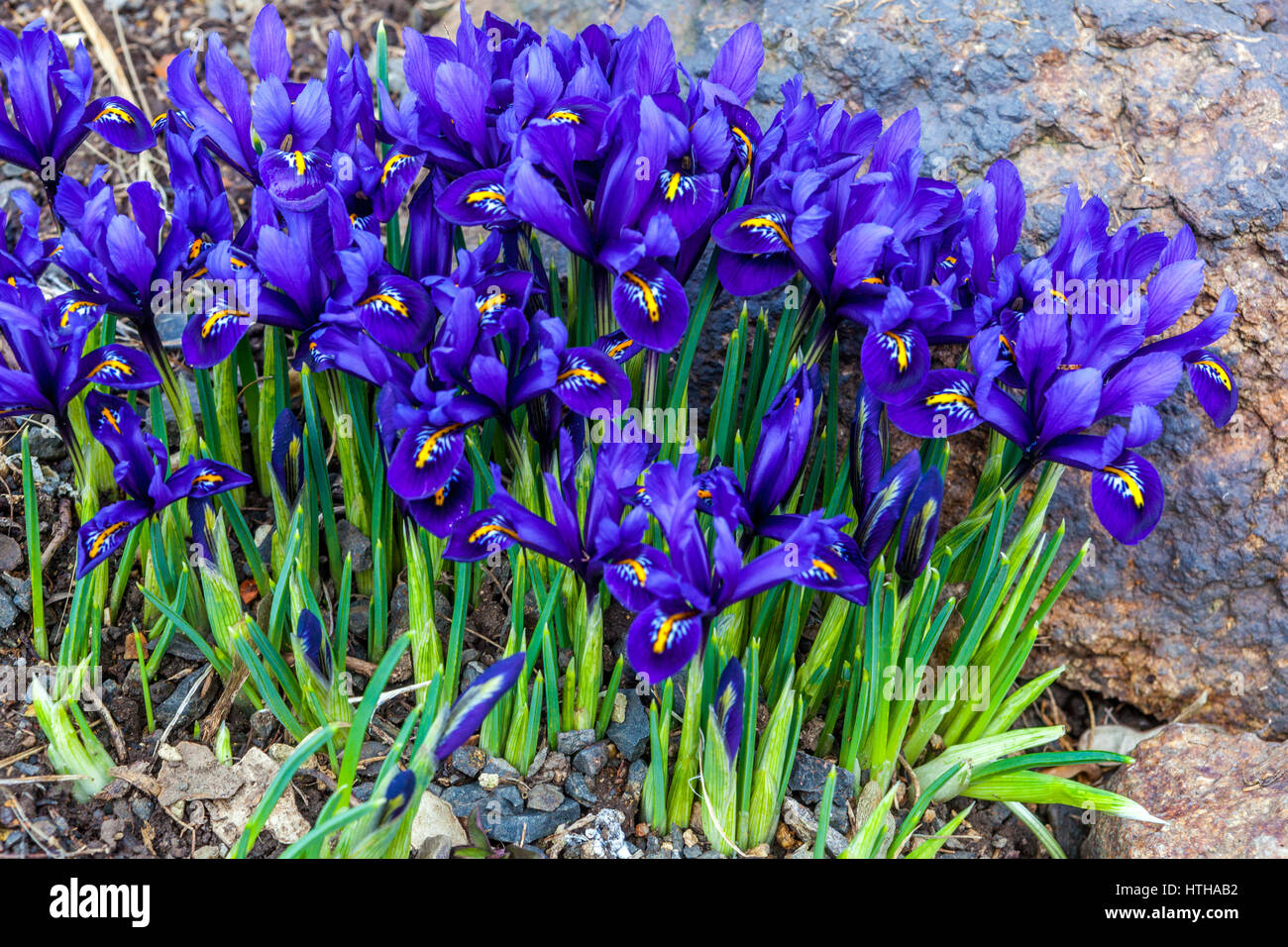 Iris reticulata 'Pixie' la floraison au début du printemps Banque D'Images