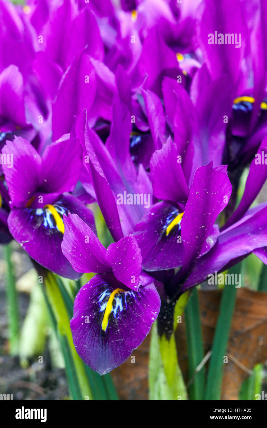Iris reticulata 'George' la floraison au début du printemps Banque D'Images