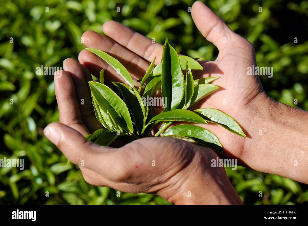 Arrière-plan de la feuille de thé, feuilles de thé de la main de l'homme sur l'agriculture de plantation à Dalat, au Vietnam, est en bonne santé, boire tealeaf bon pour la santé Banque D'Images