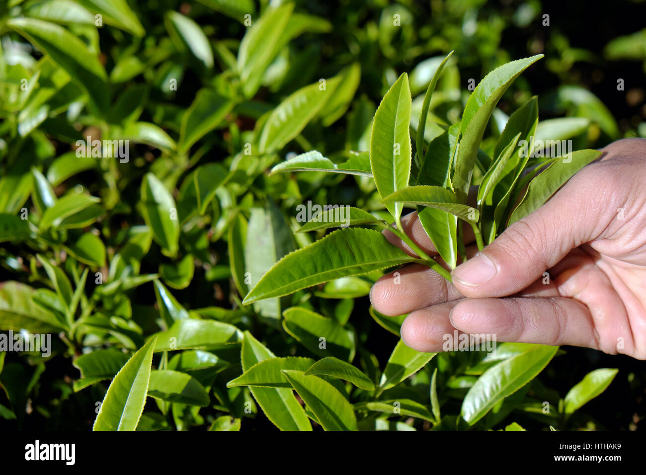 Arrière-plan de la feuille de thé, feuilles de thé de la main de l'homme sur l'agriculture de plantation à Dalat, au Vietnam, est en bonne santé, boire tealeaf bon pour la santé Banque D'Images