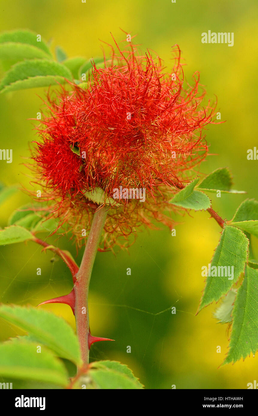 Robin's Pincushion Gall (Diplolepis Rosae) sur dog rose tree Banque D'Images