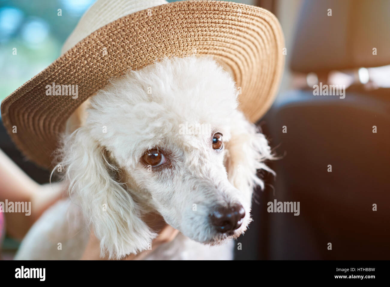 Chien caniche blanc à hat sitting in car. Chien caniche se préparer pour des vacances Banque D'Images