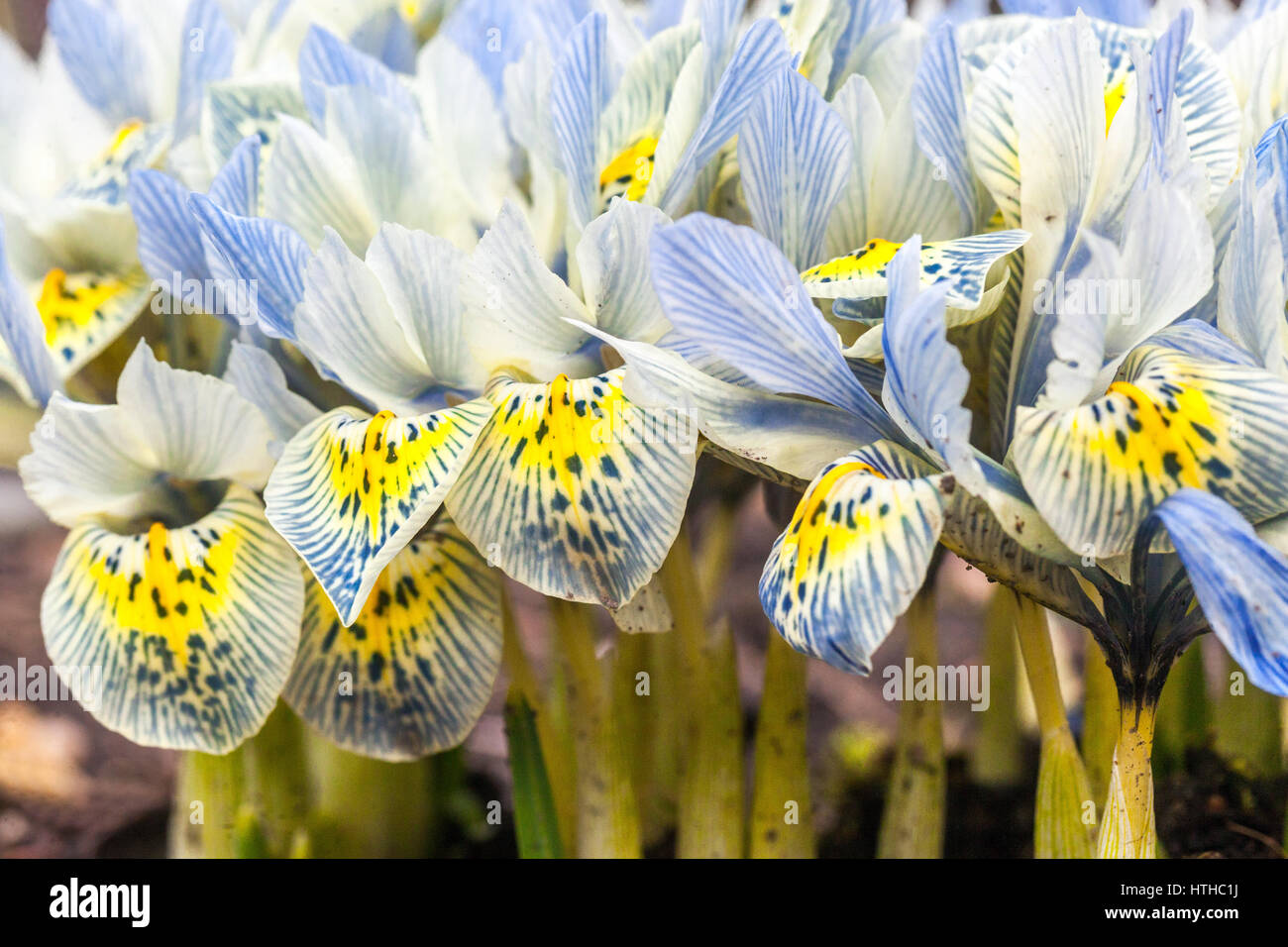 Fleurs à pointe bleue des fleurs d'Iris reticulata 'Katharine Hodgkin' Banque D'Images