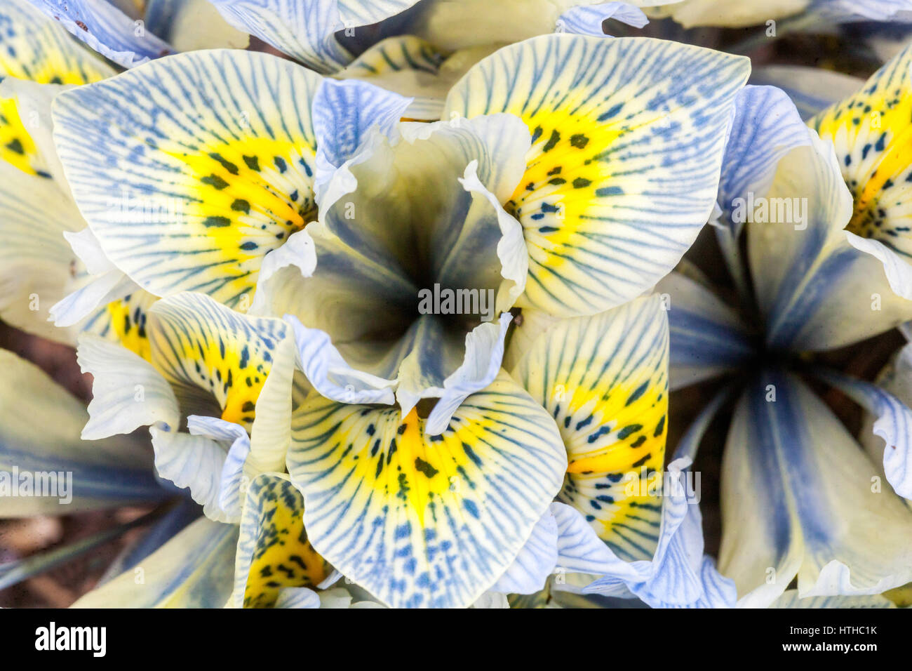 Iris reticulata ' Katharine Hodgkin ' Iris fleur en gros plan Banque D'Images