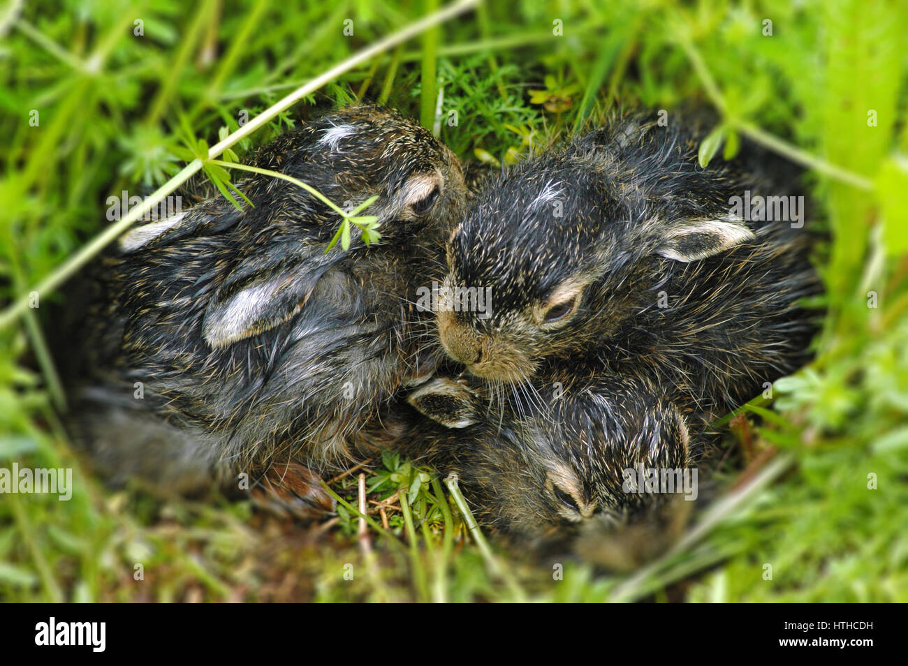Lapins nouveau-né dans l'herbe. Thème de Pâques Banque D'Images