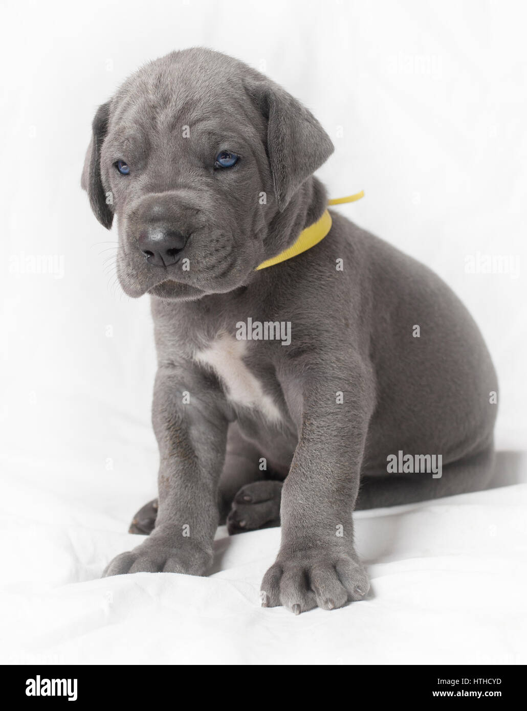 Chiot Dogue Allemand Pure Race Aux Yeux Bleus Et Lanneau