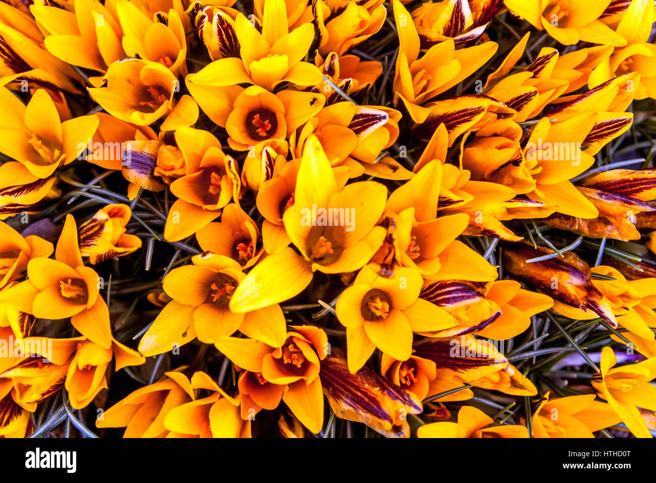 Crocus angustifolius 'Weston' la floraison au début du printemps Banque D'Images