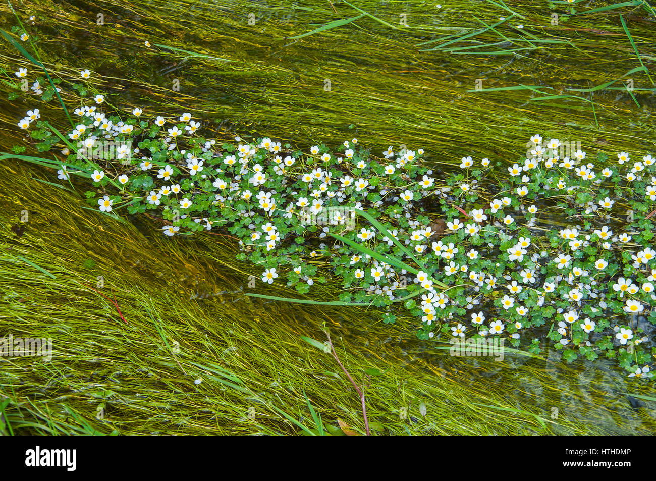 Les fleurs, l'eau-crowfoot (Ranunculus aquatilis aggin) fleurs couvrant les cours d'eau Parc national New Forest, Hampshire, Angleterre Banque D'Images