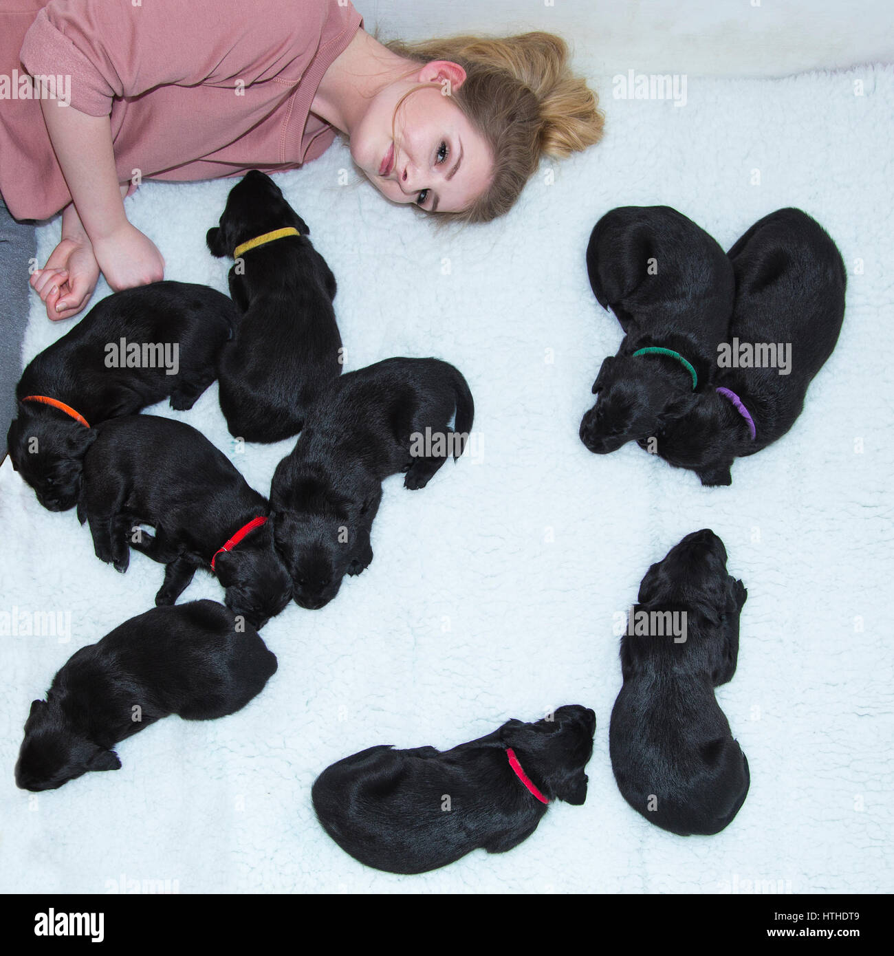Une jeune fille avec des chiots Labrador noir Banque D'Images