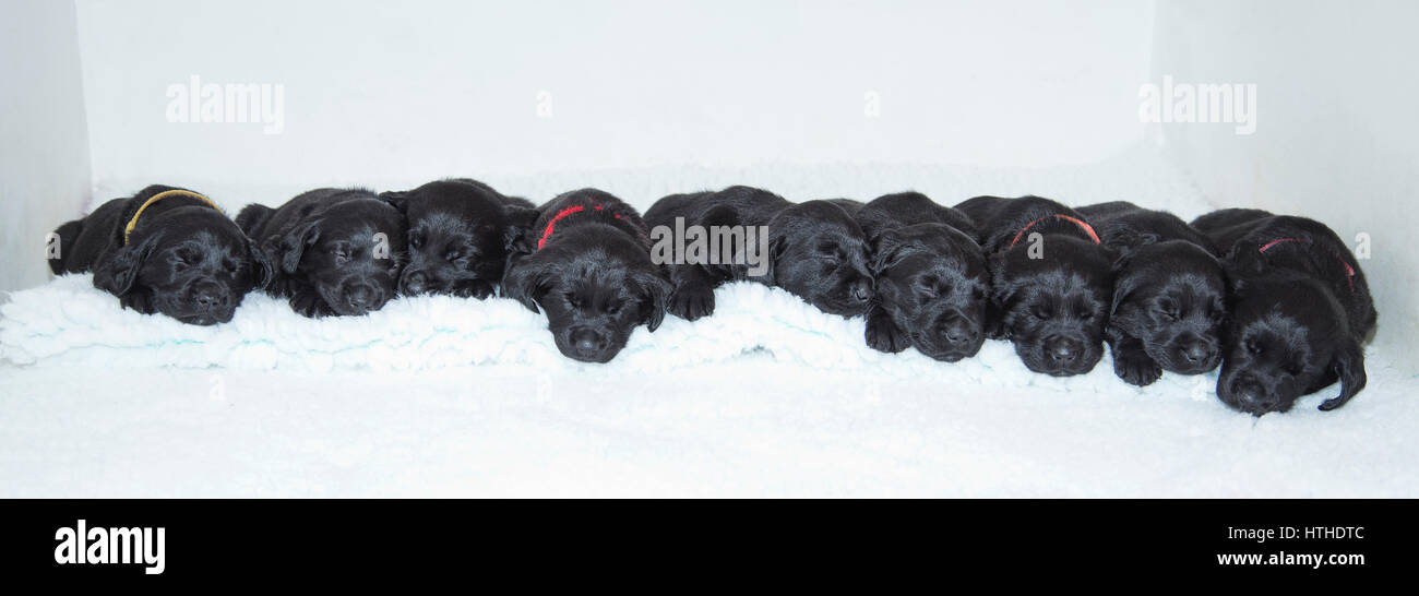 Chiots Labrador noir Banque D'Images