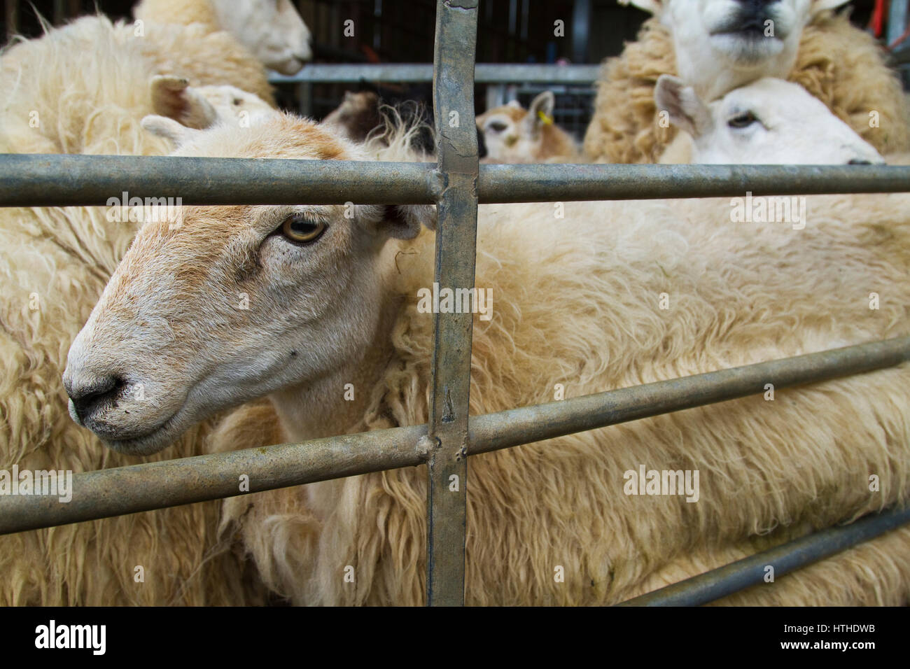 Moutons dans un enclos en attente d'être cisaillé Banque D'Images