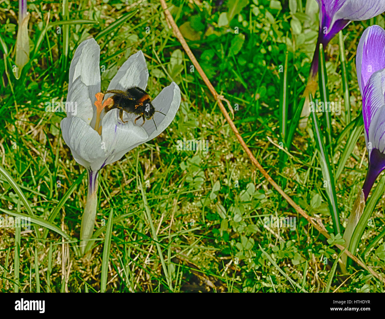 Bourdon sur un crocus blanc Banque D'Images