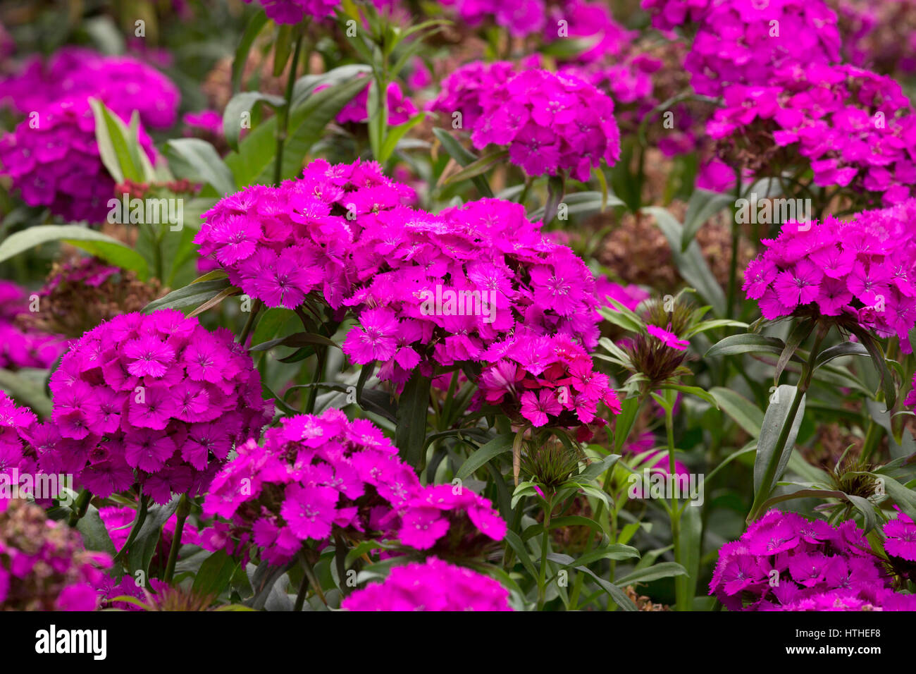 Sweet William, Dianthos barbatus, variété néon violet, l'Amazon Eden Project, Cornwall, UK Banque D'Images