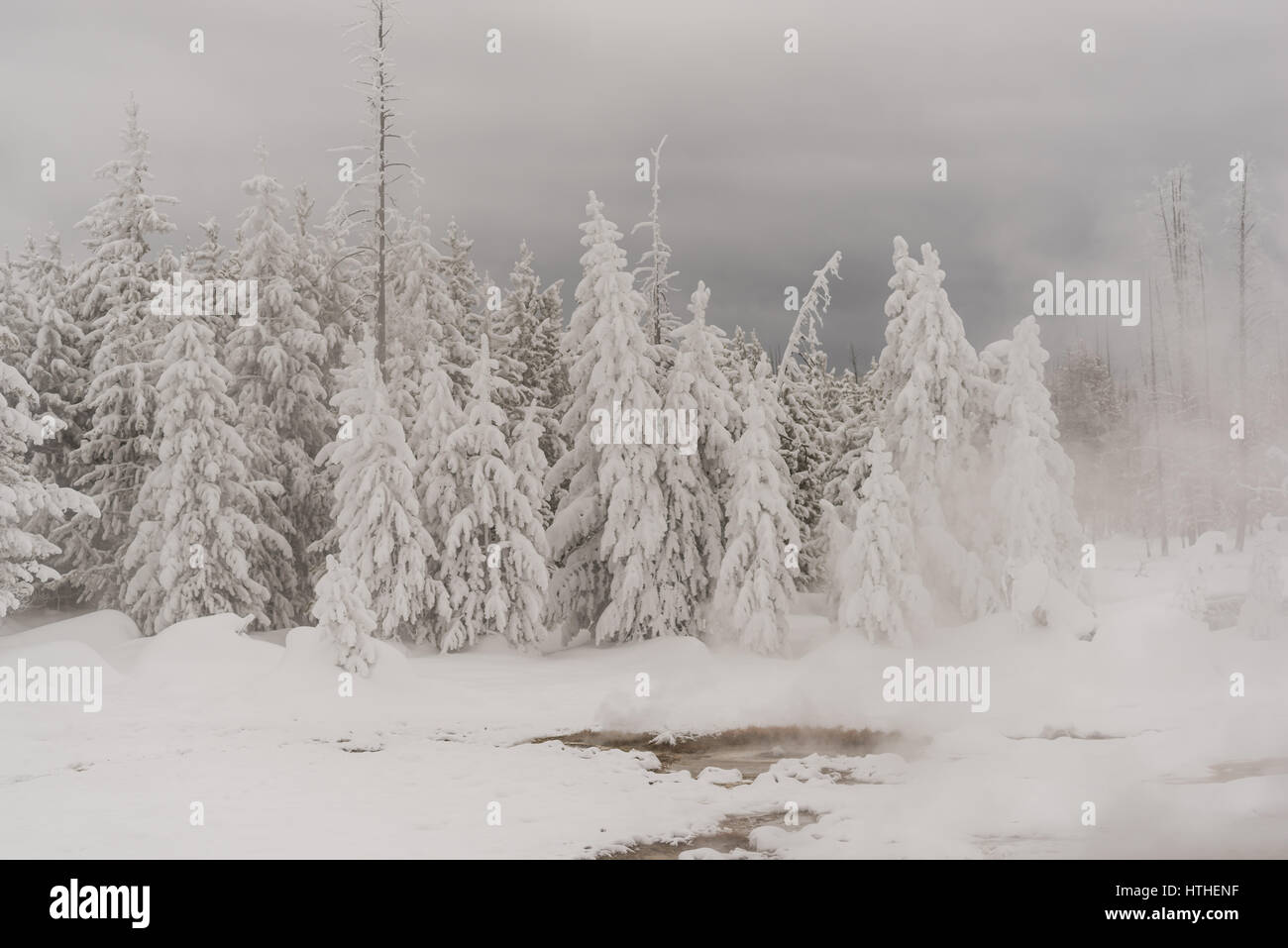 La neige a couvert des pins dans la vapeur de la hot springs dans le Parc National de Yellowstone, aux États-Unis. Banque D'Images