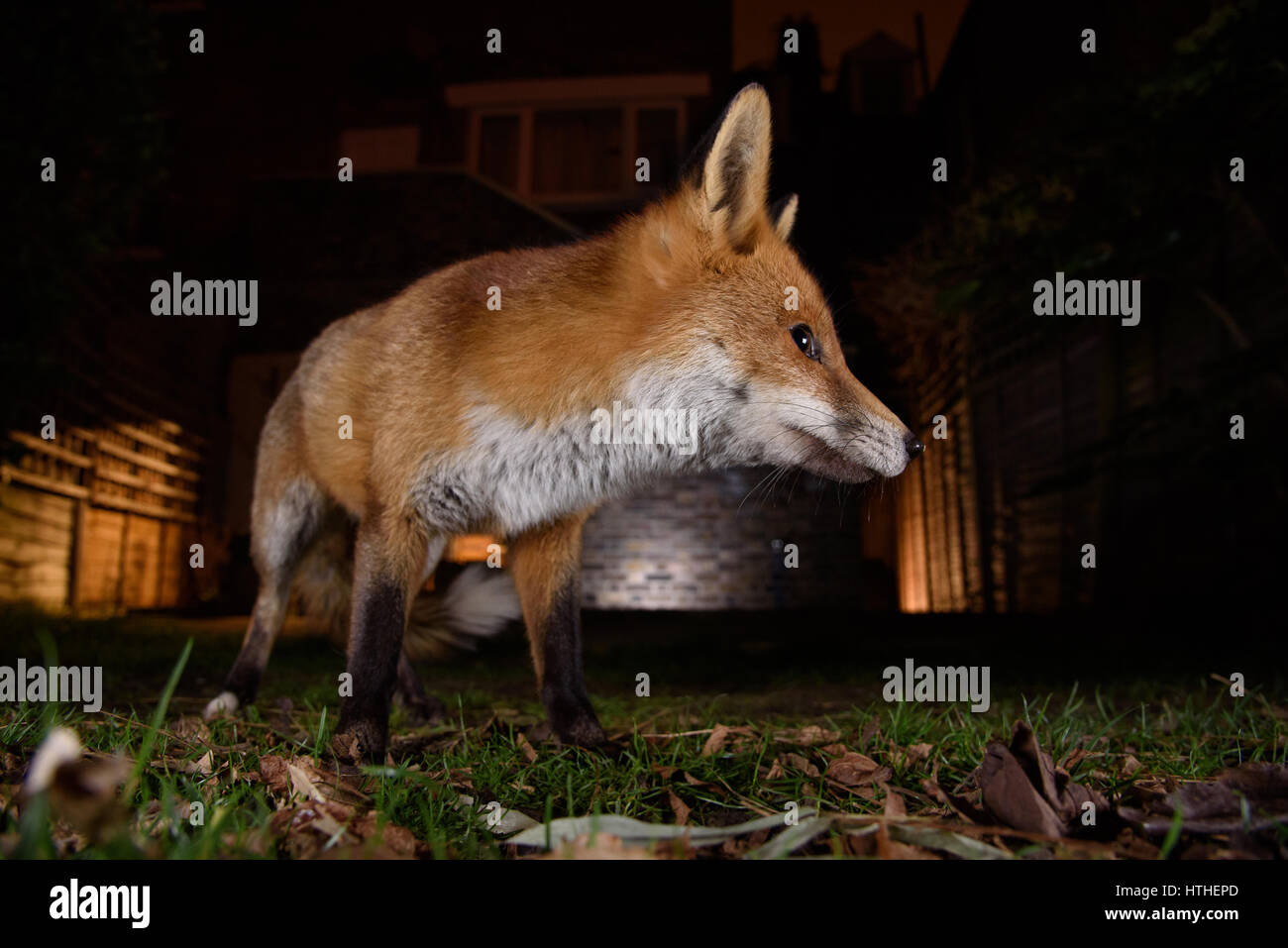 Fox prowling pour l'alimentation dans un jardin de Londres la nuit Banque D'Images