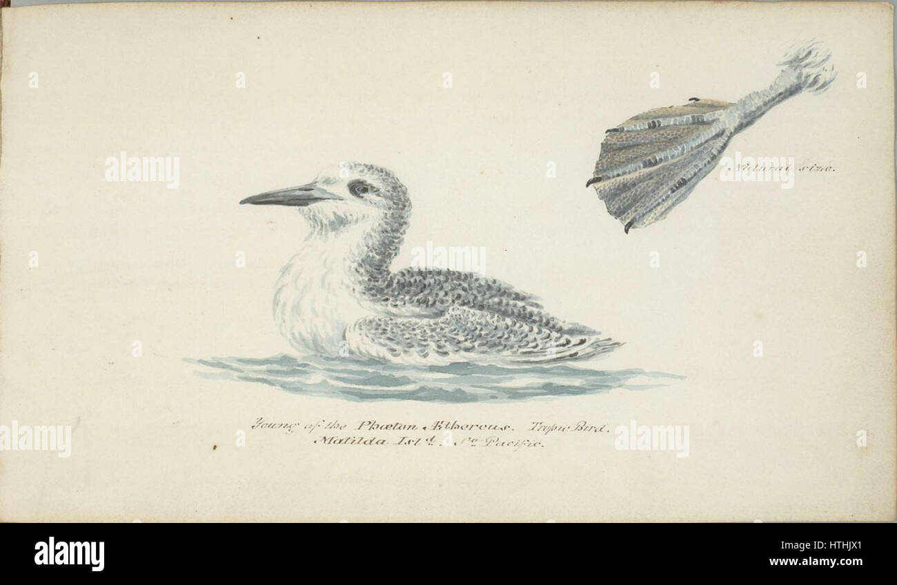 William Smyth de jeunes de l'Phoeton Fregata magnificens Banque D'Images