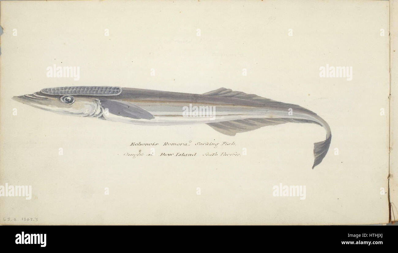 William Smyth echeneis remora pris à Bow Island dans le Pacifique Sud Banque D'Images