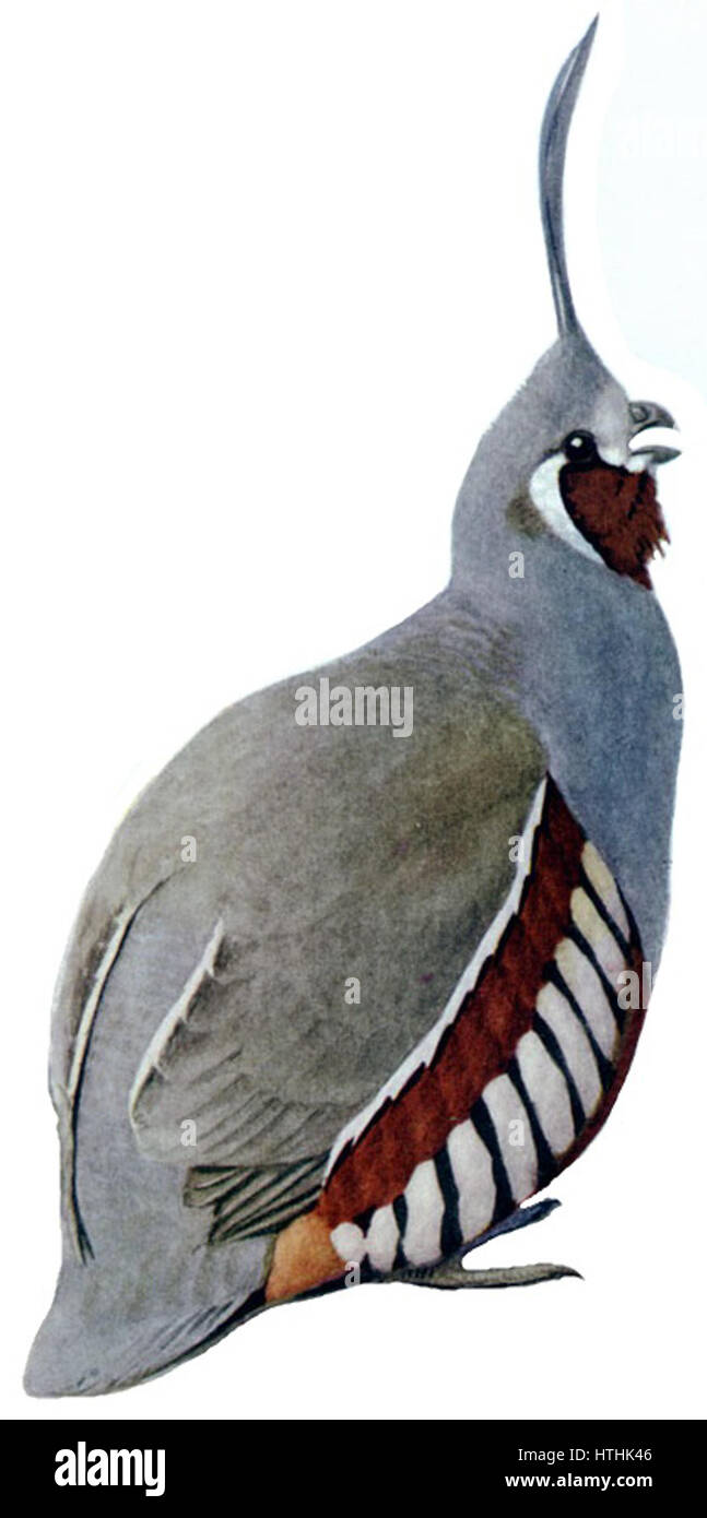 PictusGBP Oreortyx14A white background Banque D'Images