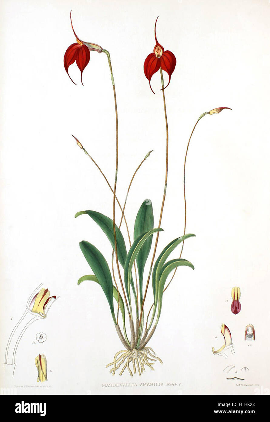 Woolward - le genre Masdevallia - Masdevallia amabilis Banque D'Images