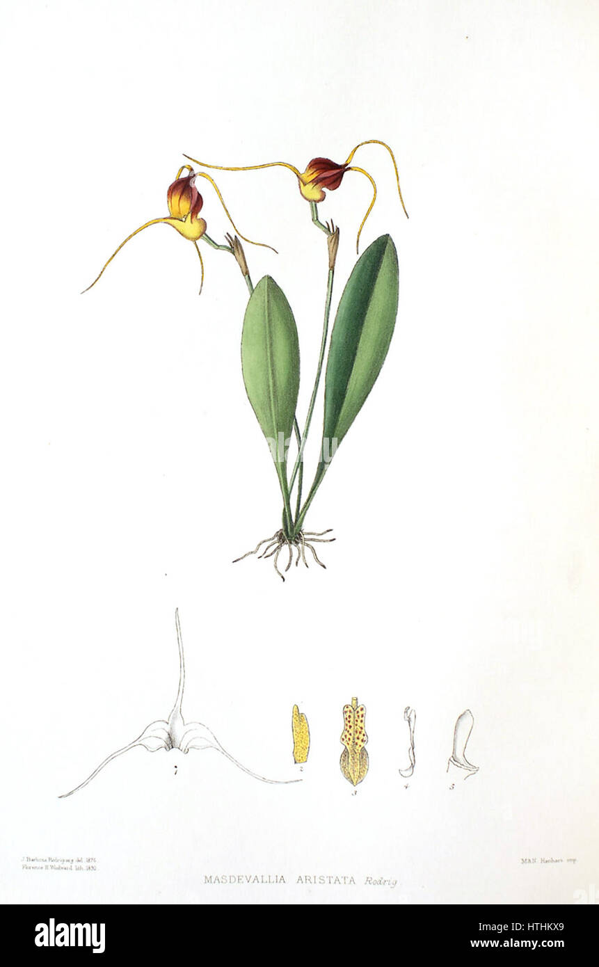 Woolward - le genre Masdevallia - Masdevallia aristata Banque D'Images