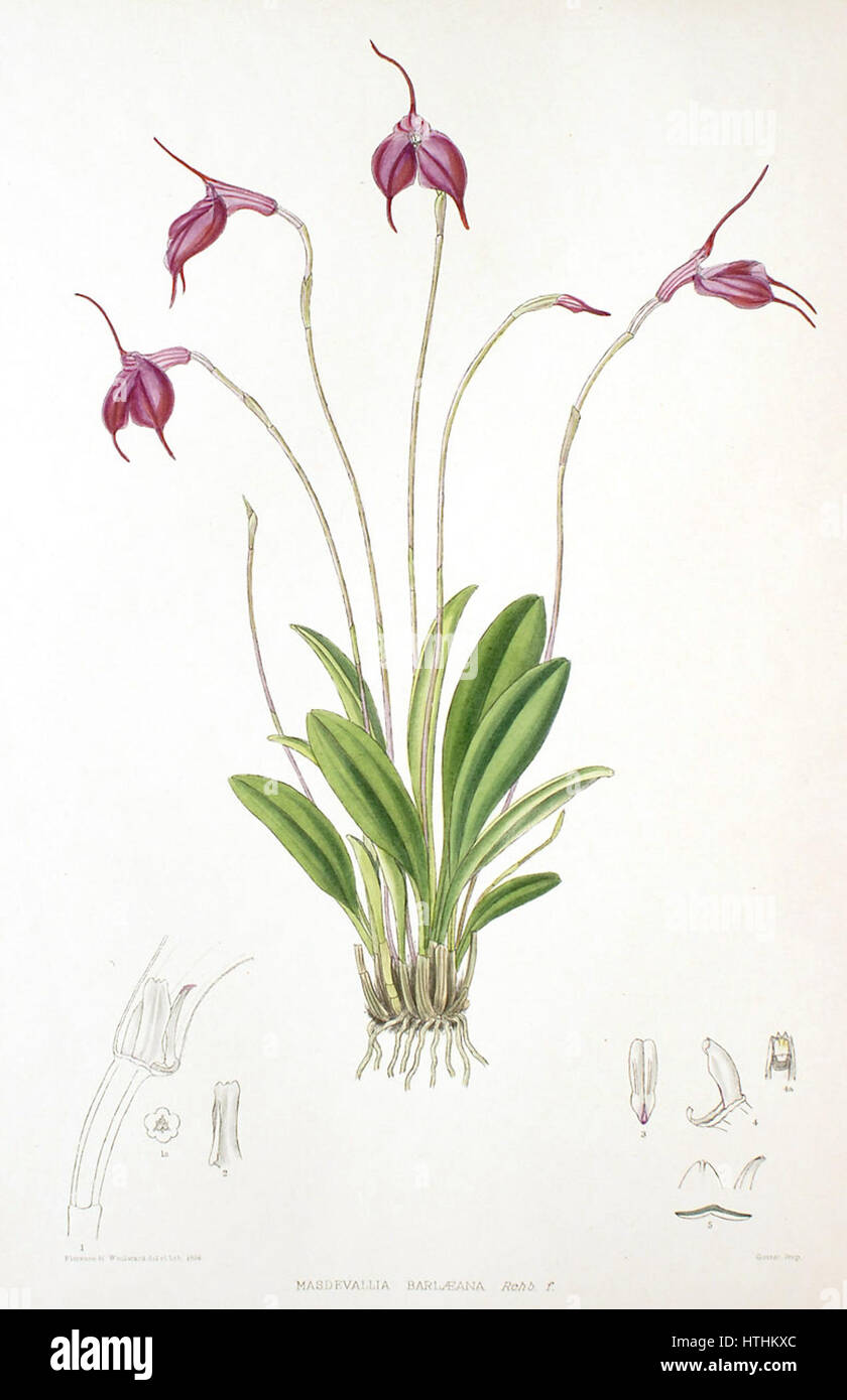 Woolward - le genre Masdevallia Masdevallia barlaeana - Banque D'Images