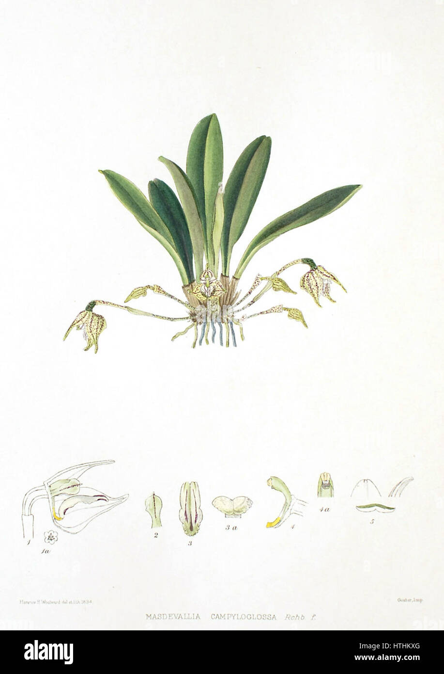Woolward - le genre Masdevallia Masdevallia - campyloglossa Banque D'Images