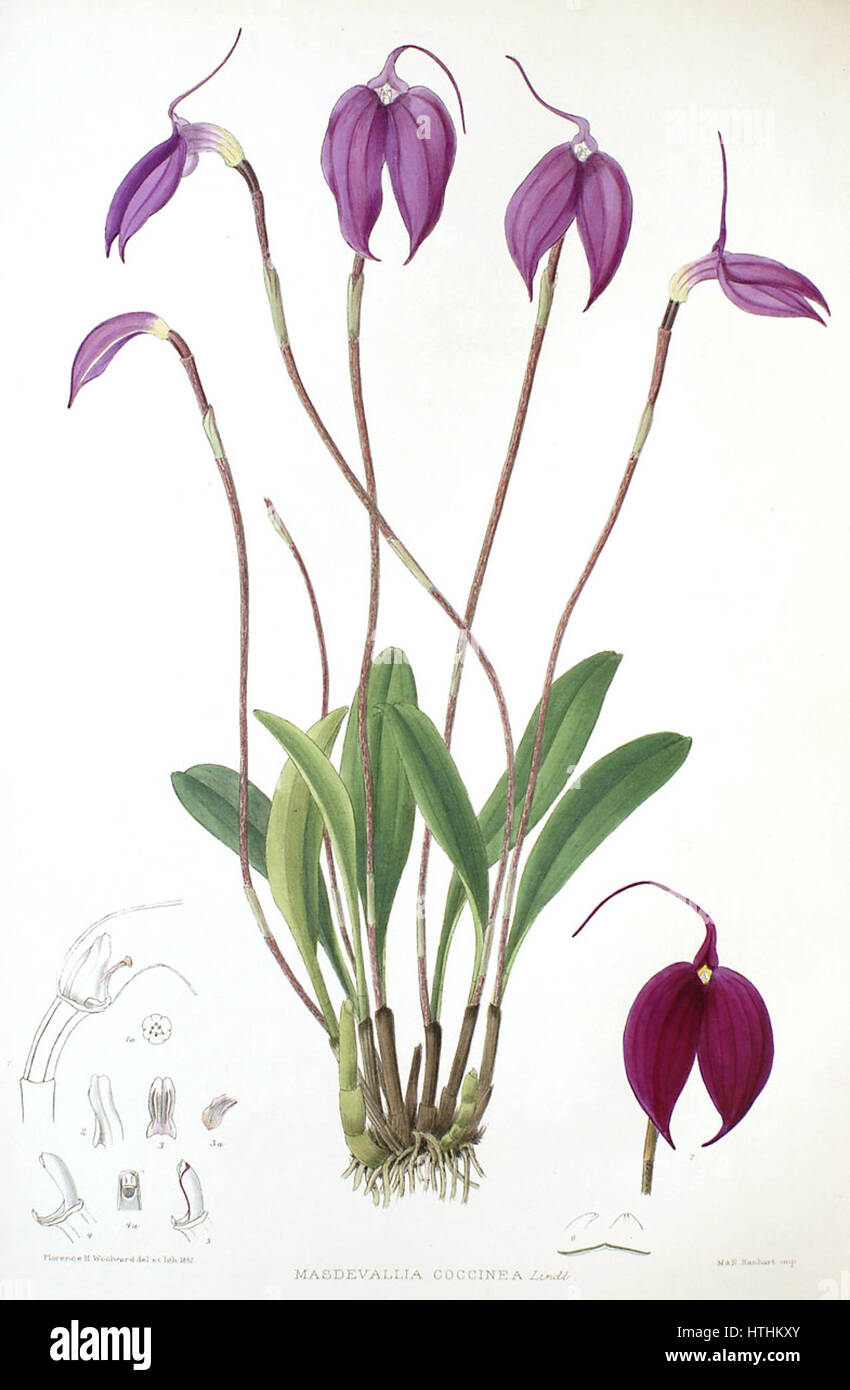 Cette illustration botanique de Woolward met en valeur le genre Masdevallia, plus précisément l'espèce Masdevallia coccinea. Le rendu détaillé de la fleur met en évidence la structure unique de la plante et les couleurs vibrantes. Des illustrations botaniques comme celle-ci font partie intégrante de la documentation des espèces végétales et contribuent à la recherche scientifique sur la flore. Banque D'Images