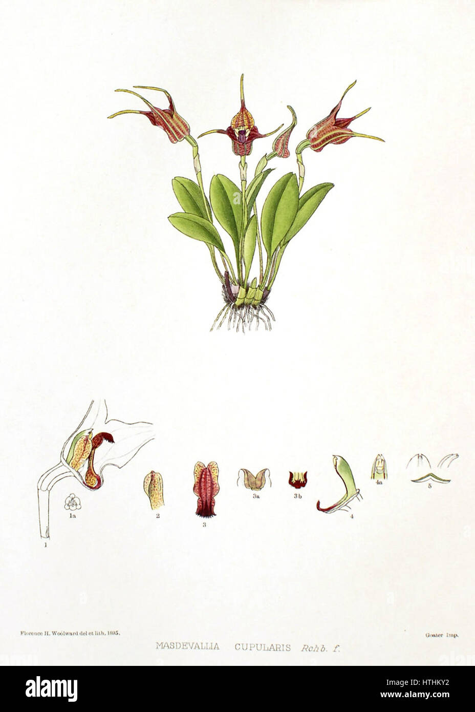 Woolward - le genre Masdevallia Masdevallia cupularis - Banque D'Images