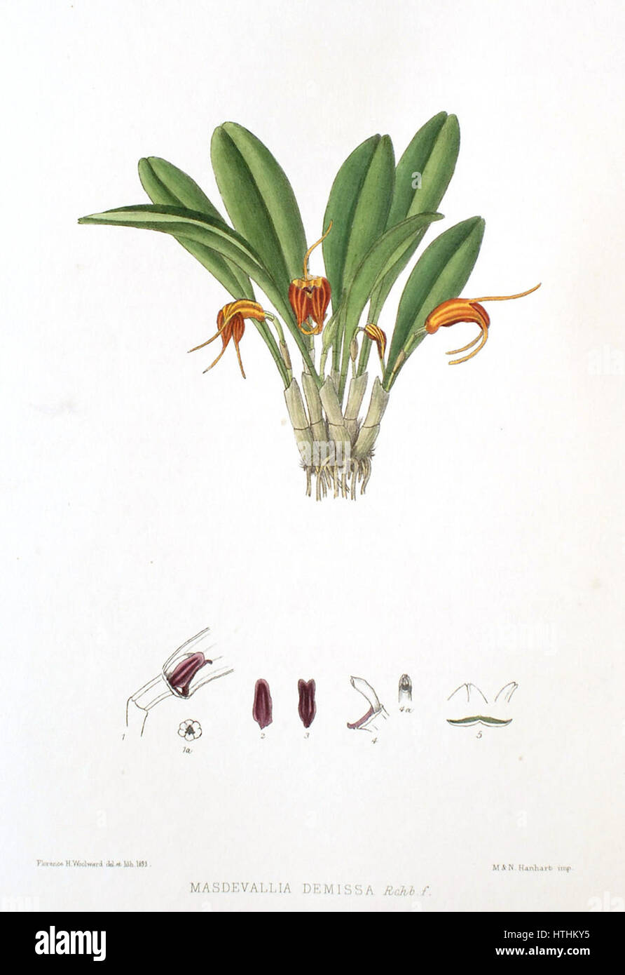 Woolward - le genre Masdevallia Masdevallia demissa - Banque D'Images