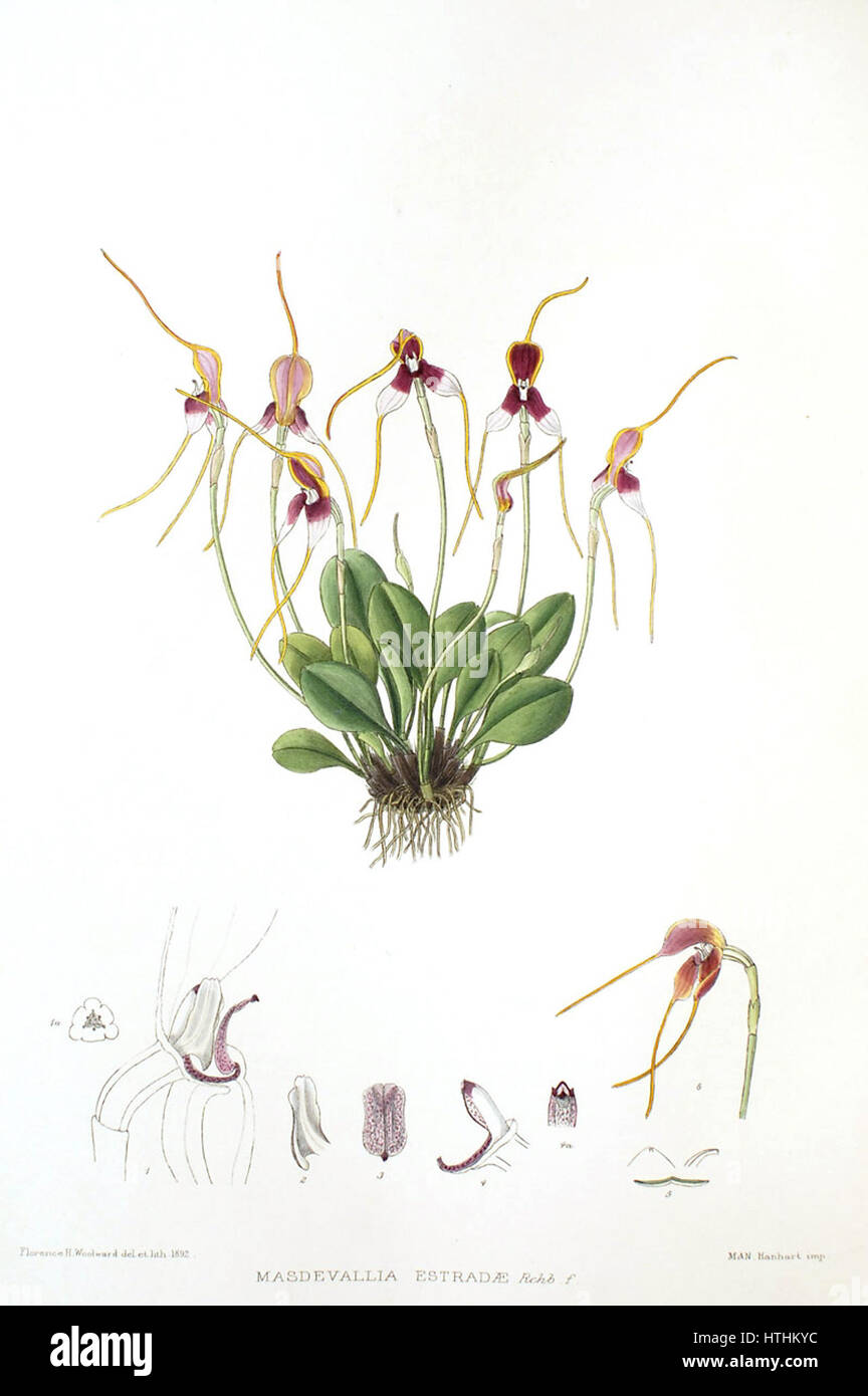 Woolward - le genre Masdevallia Masdevallia estradae - Banque D'Images