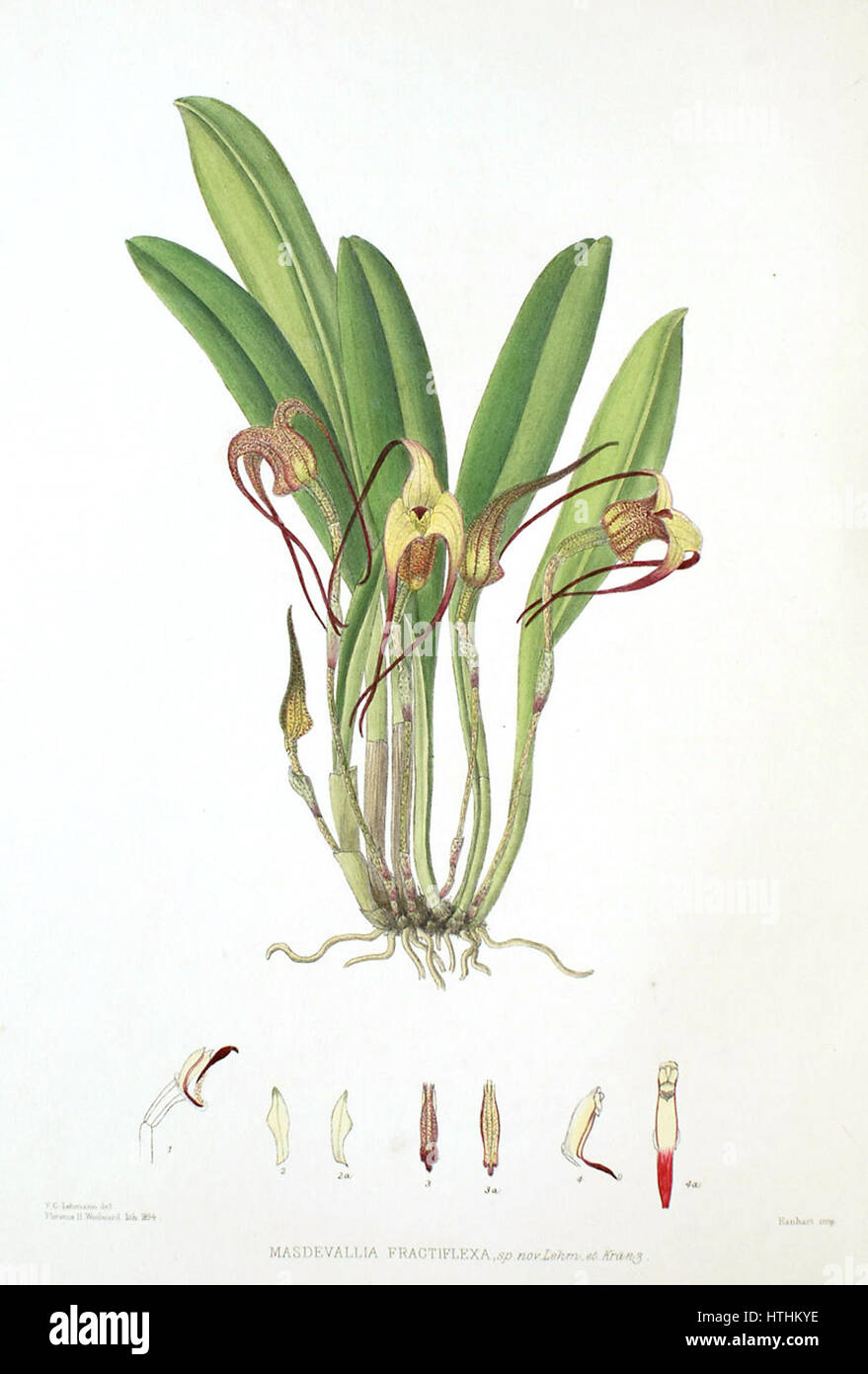 Woolward - le genre Masdevallia Masdevallia fractiflexa - Banque D'Images